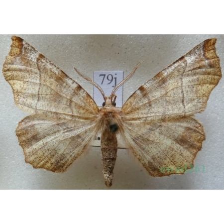 Selenia dentaria (Fabricius, 1775) male Skrzytek bezksiężyczak Czech79j